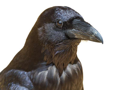 Black raven isolated on white backgroundの写真素材