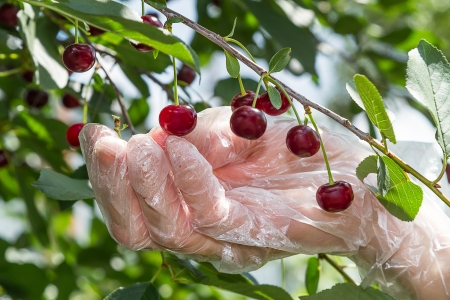 Hand gathering ripe cherries on a sunny dayの写真素材