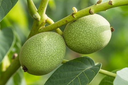 Green walnuts in the tree. Nature backgroundの写真素材