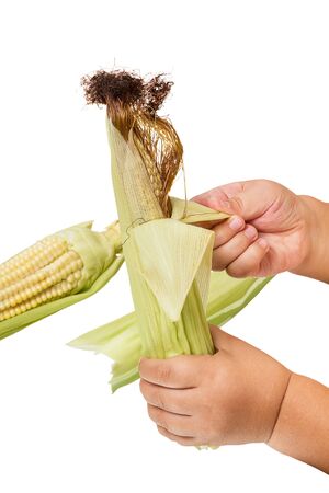 Child's arm clears the ear of corn. Isolated on white backgroundの写真素材