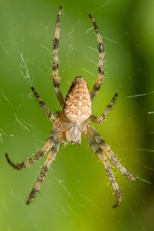 Beautiful spider web  Nature backgroundの写真素材