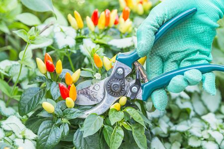 Hand in green gloves with pruning shears and chili pepperの写真素材