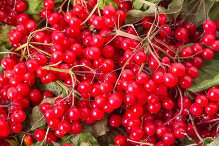 Autumn background of red viburnum ordinary.の写真素材