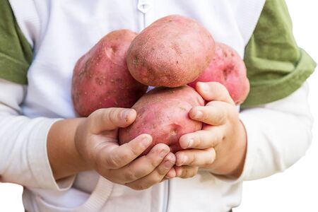 A child with potatoes on white background. Autumn harvestの写真素材