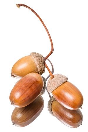Three acorns isolated on a white background and reflectionの写真素材