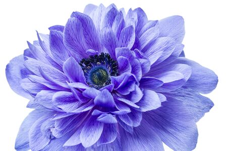 Blue flower isolated on a white backgroundの写真素材