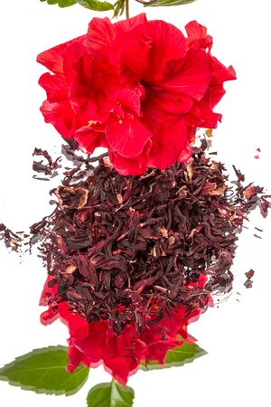 Red flower and green tea hibiscus. Isolated on white background with reflectionの写真素材