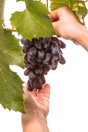 Hand gathering ripe grapes. Isolated on white backgroundの写真素材