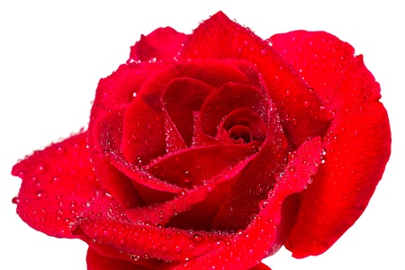 Red rose after rain isolated on white backgroundの写真素材