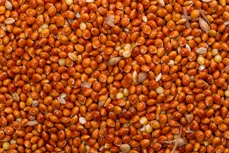 Proso millet  Food background pictures の写真素材