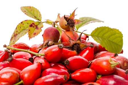 Berries of wild rose in a bucket isolated on white background  Rose Hips  Rosa rubiginosa  の写真素材