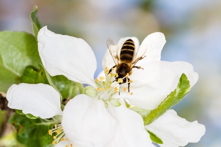 Honeybee on on apple blossom. Nature backgrounds