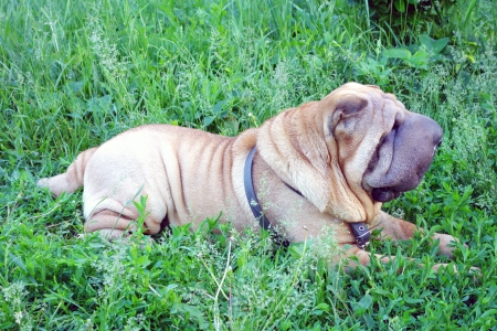 Sharpay dog  girl  on the green grassの写真素材