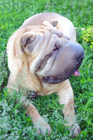 Female Sharpei dog on the green grass           の写真素材