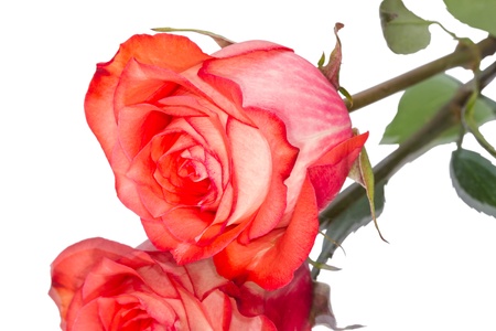 Orange rose on the mirror isolated on white backgroundの写真素材