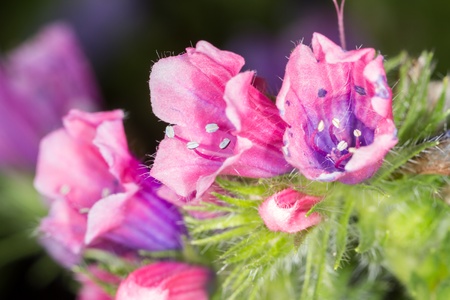 Close-up flower echium pilgrim. Nature background  
