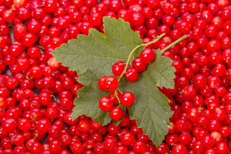 Leaf and berry red currant. Nature Backgroundの写真素材