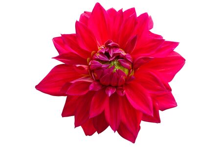 Red dahlia isolated on white backgroundの写真素材