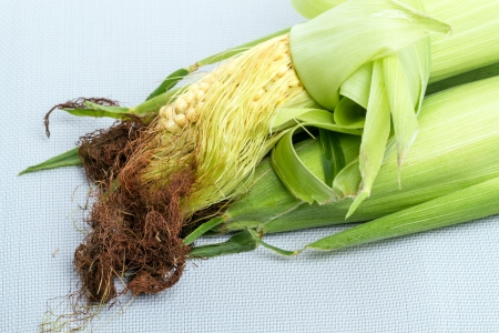 Corn on the cob is not treated  On a gray background