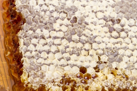 Sealed with wax honeycomb with natural honeyの写真素材