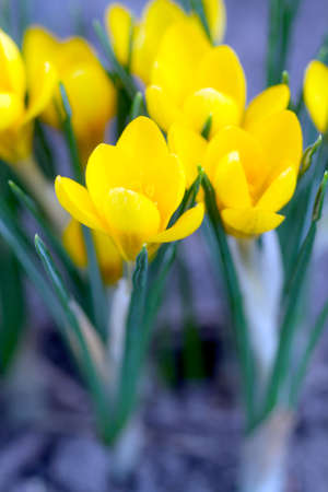 The first spring flowers - yellow crocusesの写真素材