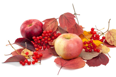 Apples and viburnum on autumn leaves on a white backgroundの写真素材