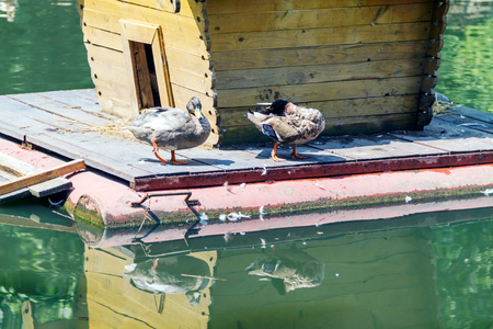 Little House on the water and ducks on a sunny dayの写真素材