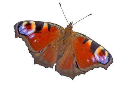 Beautiful Butterfly isolated on white 