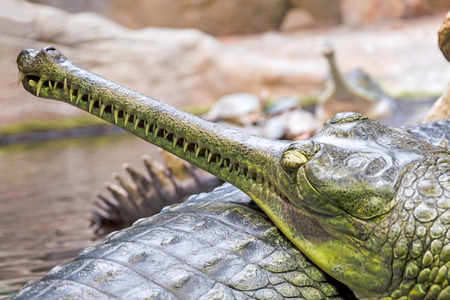 Gharial crocodile  (Latin Gavialis gangeticus) - large reptile squad crocodiles.の写真素材