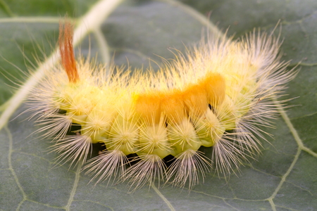 Yellow hairy caterpillar on a green leafの写真素材