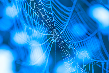 Spider Web with dewdrops in blue light. Nature backgroundの写真素材