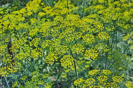 Background of green dill. The quality of medium format