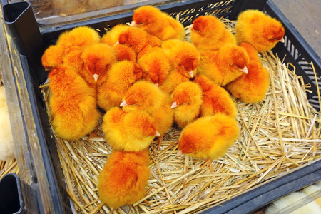 Orange baby chickens in a black box