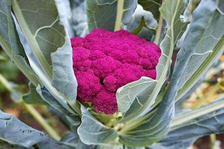 Purple cauliflower on a bed. Nature background.の写真素材