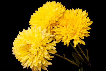 Yellow chrysanthemums isolated on black backgroundの写真素材
