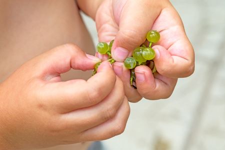 In the hands of a child brush of green grapesの写真素材