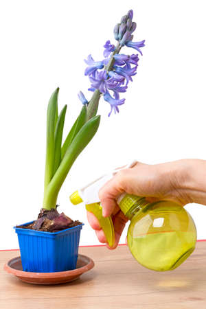 Hyacinth bulbs with flower and hand with spray isolated on a white backgroundの写真素材