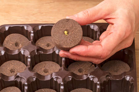 Cassettes with peat pellets for seedlings and seeds of tomatoの写真素材