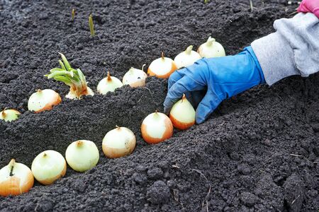 A gloved hand planting onion on greensの写真素材