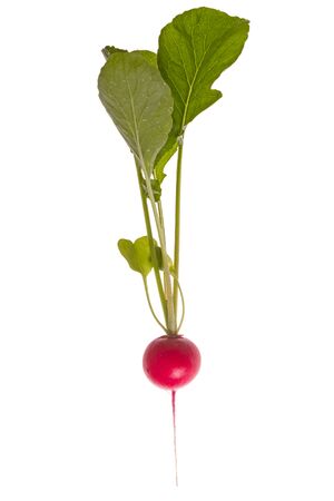 Plant red radish isolated on white backgroundの写真素材
