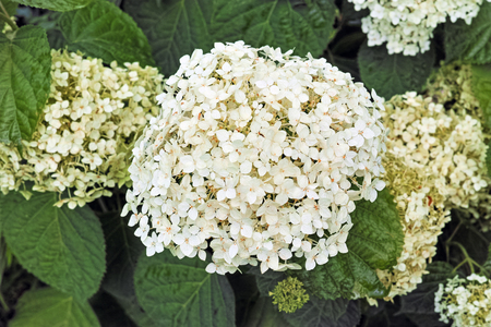 Hydrangea arborescens, commonly known as smooth hydrangea, wild hydrangea, or sevenbark, is a...