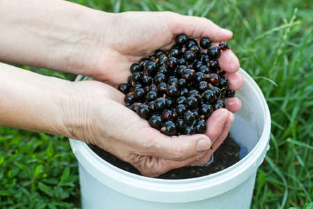 Hands washed with black currant. Nature backgroundの写真素材