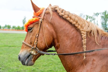 Chestnut horse with a braided mane in a braidの写真素材