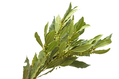 Laurel branch isolated on white backgroundの写真素材