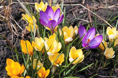 The first spring flowers - yellow and purple crocuses