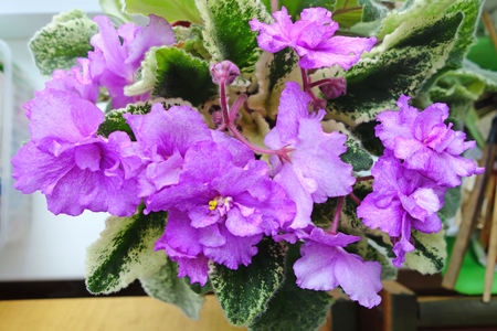 Room blossoming violets on the windowsillの写真素材