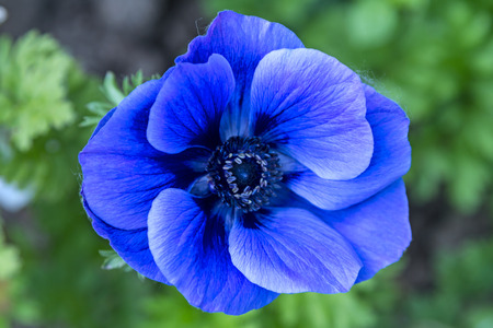 Anemone is a genus of about 120 species of flowering plants in the family Ranunculaceae, native to temperate zones.の写真素材