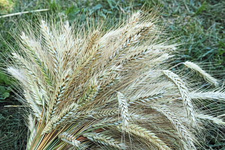 Spikes in a sheaf of ripe rye. Nature background