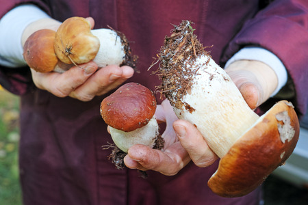 A pile of porcini mushrooms in the hands of a woman outdoors