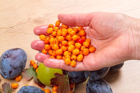 Sea-buckthorn in wet palms and autumn still life with plumsの写真素材